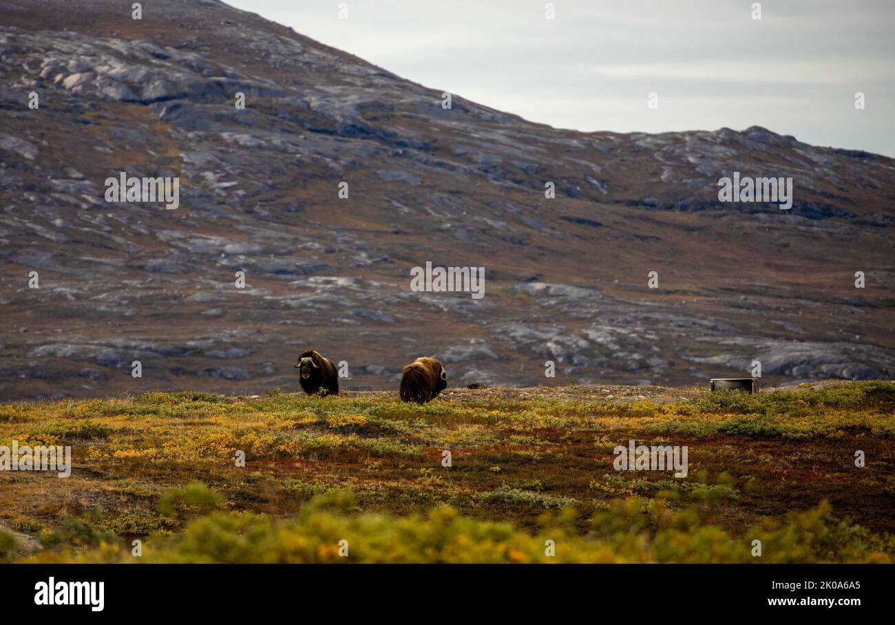 Muskox in tundra in Kangerlussuaq, Greenland. Stock Photo