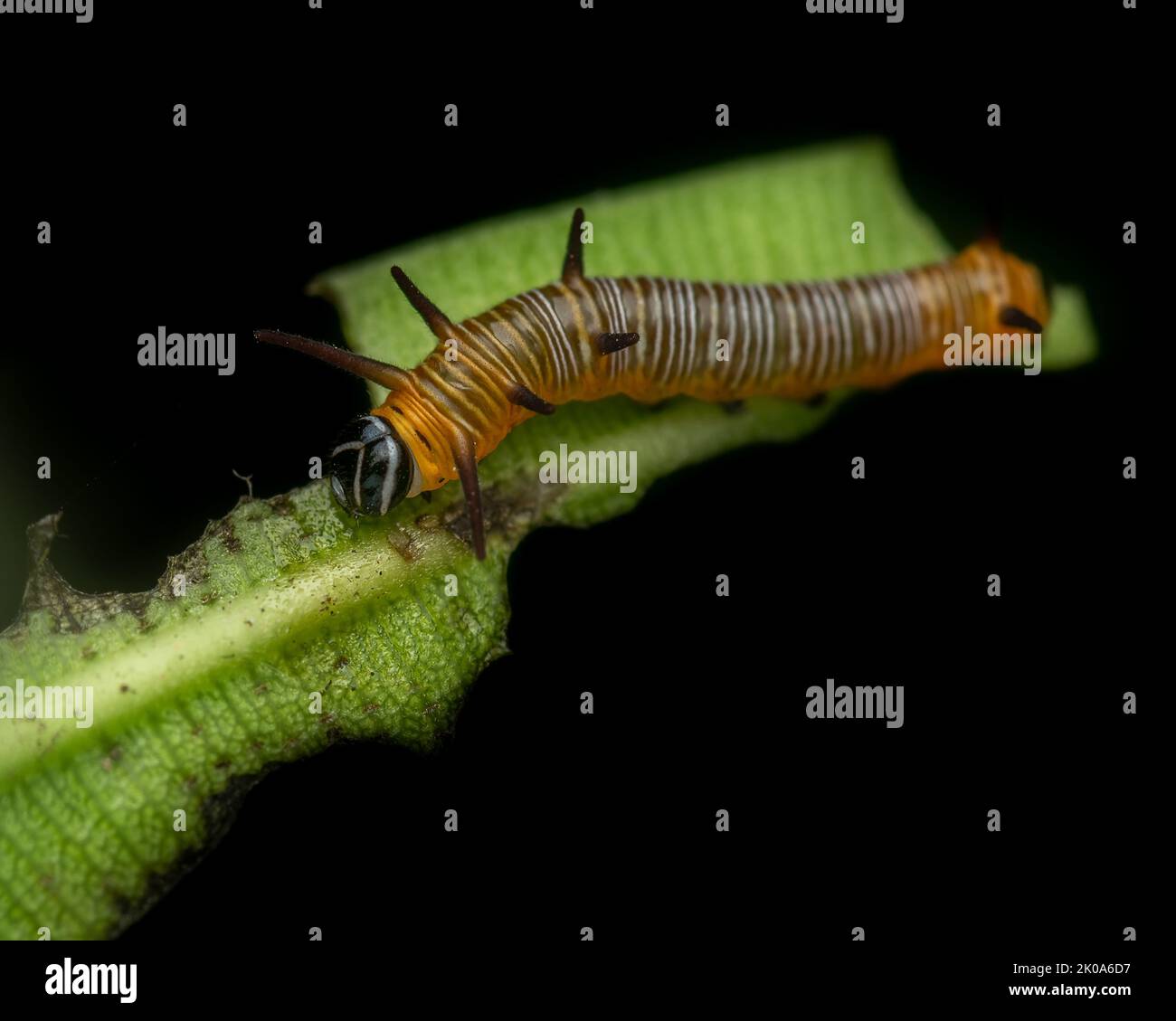 Common crow butterfly caterpillar feeding nerium oleander plant leaf