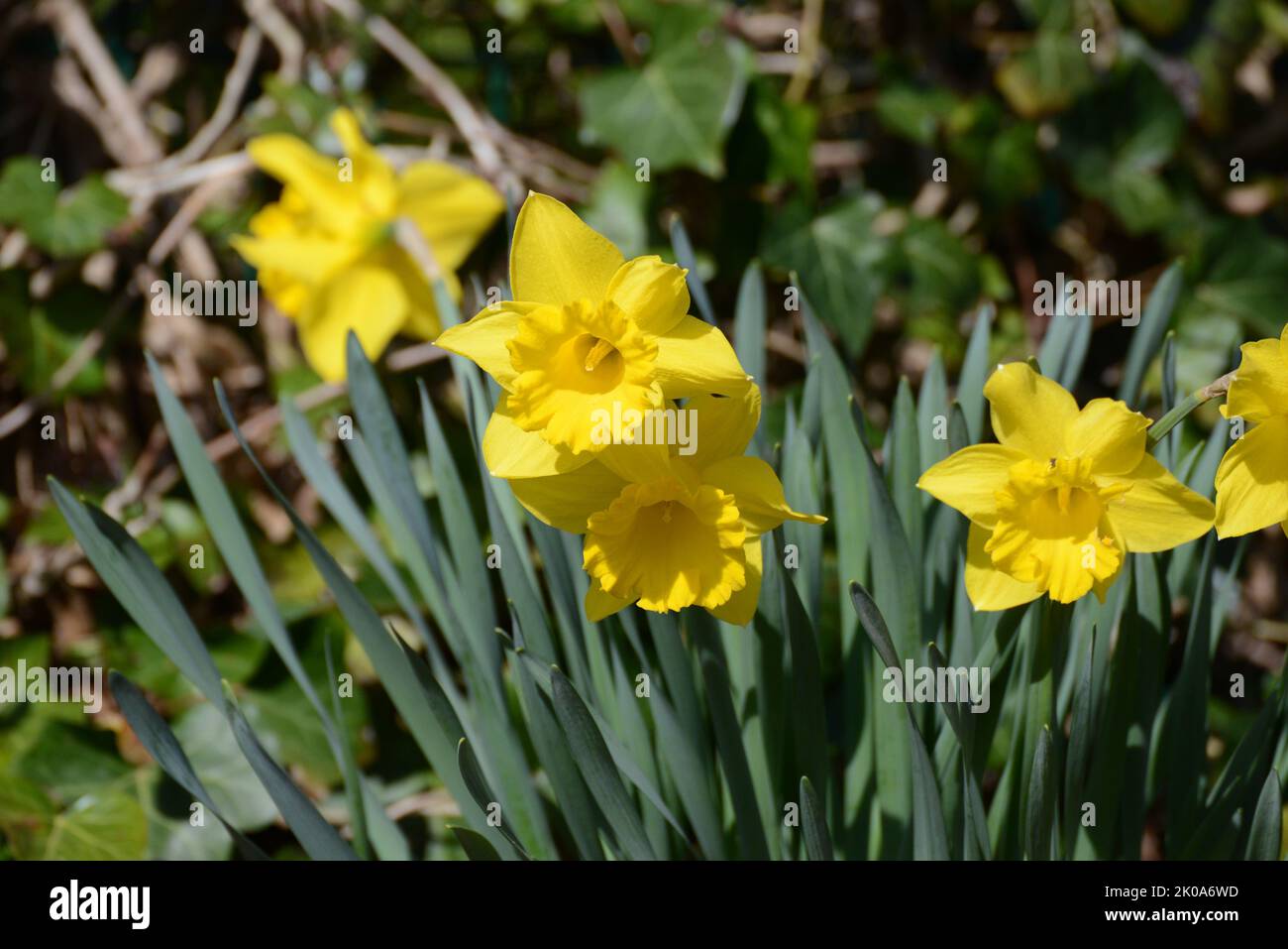 Osterglocken, Gelbe Narzissen, Narcissus pseudonarcissus, Blume, Gelb Stock Photo