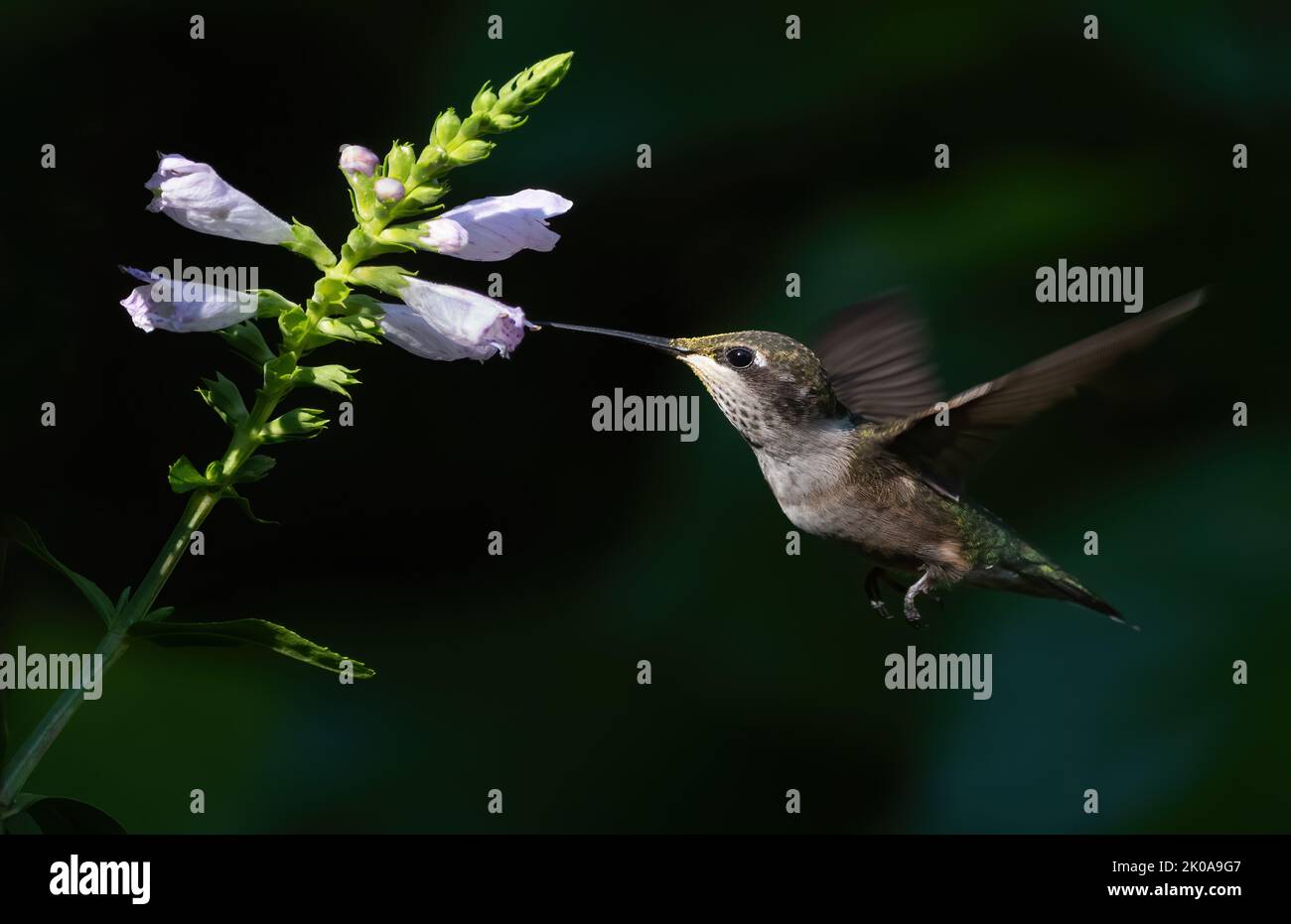 Ruby Throated Hummingbird in flight drawing nectar from a flower Stock Photo