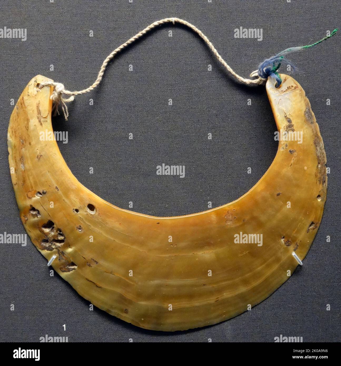 Kina shell. Papua New Guinea, 1950s. Pearl Kina shells were used to