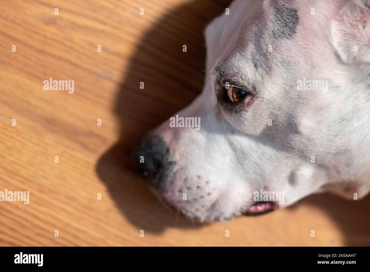 A mixed breed pit bull dog (Canis lupus familiaris) lays on a floor with her  face in profile, eyes looking out from the side Stock Photo