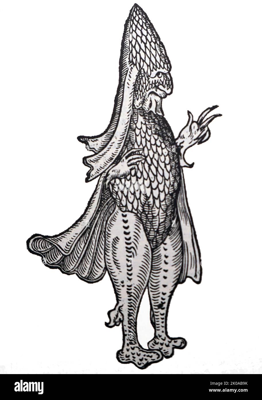 The sea monk (monk-fish or monkfish) was a sea creature found off the eastern coast of the Danish island of Zealand in 1546. It was described as a 'fish' that outwardly resembled a human monk in his habit. Rondelet's sea monk (1554) called it 'the fish with the habit of a monk (piscis monachi habitu); he classed it as a merman (homo maris) Stock Photo