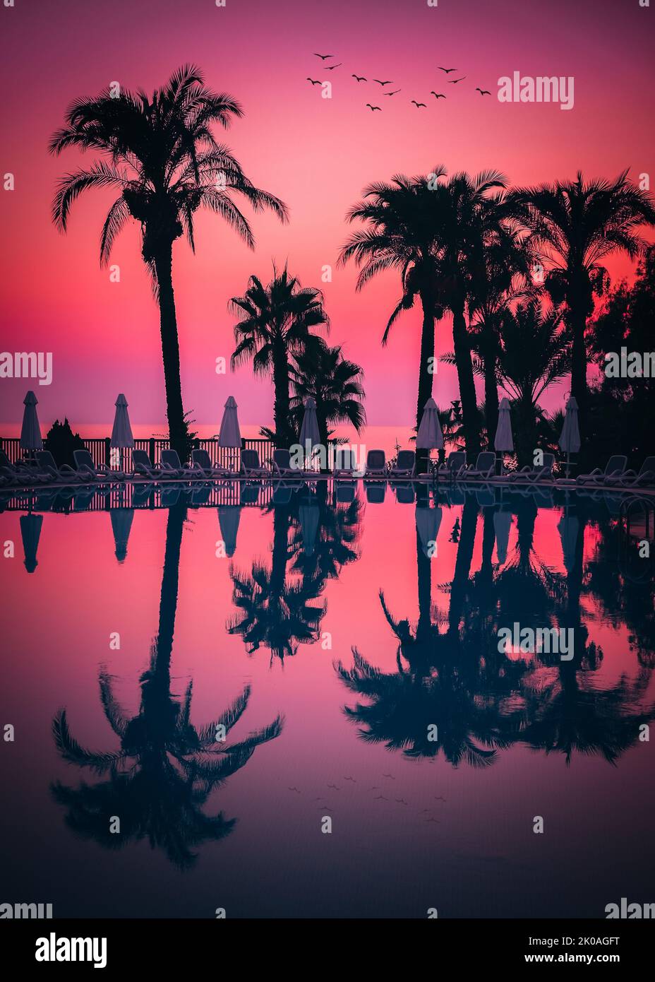 Silhouette of palm trees at the resort pool on pink, purple, violett sunset sky, vertical image. Stock Photo