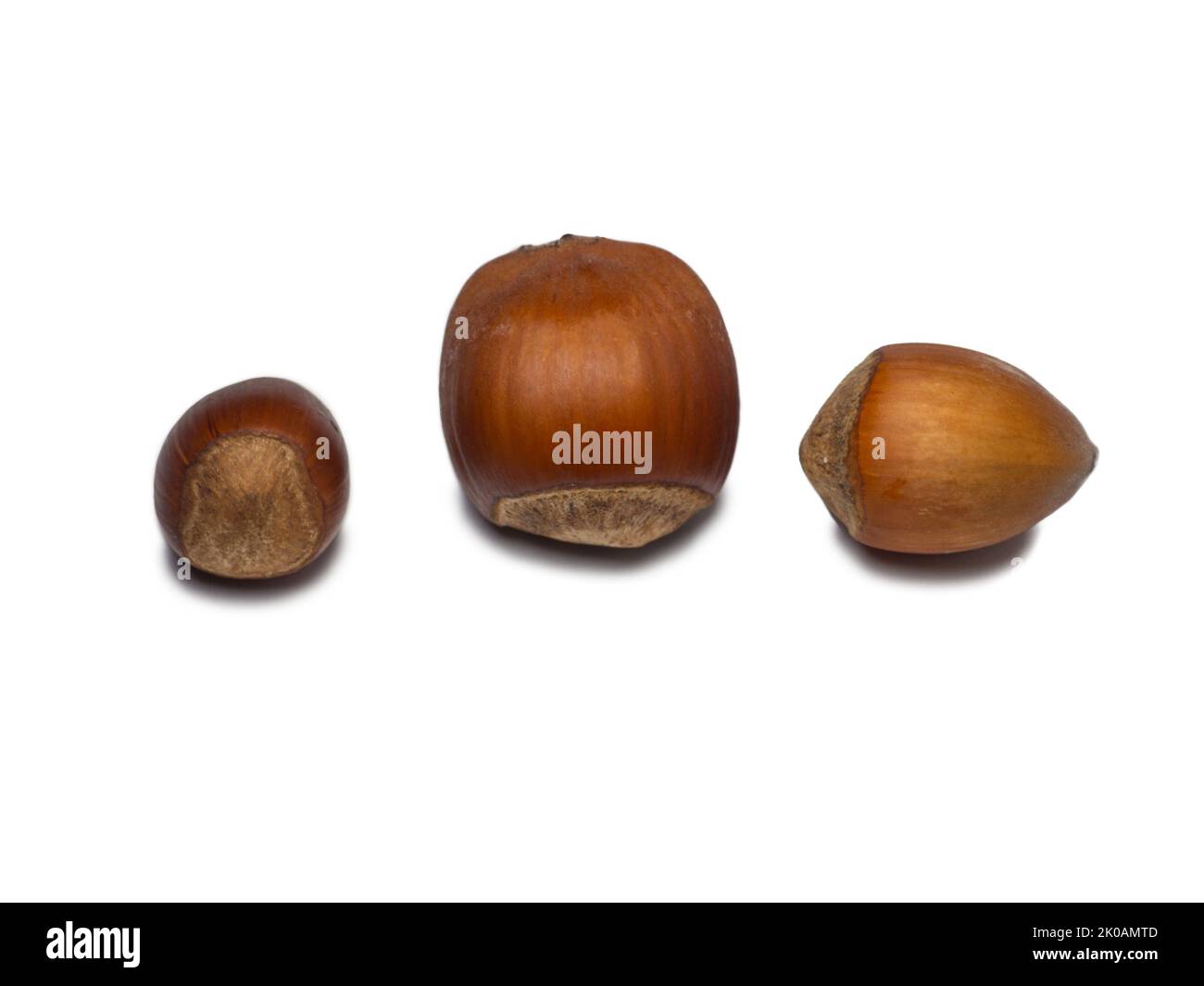 three hazelnuts on a white background. Nuts in shell. Isolate Ingredient for healthy nutrition. unpeeled Stock Photo