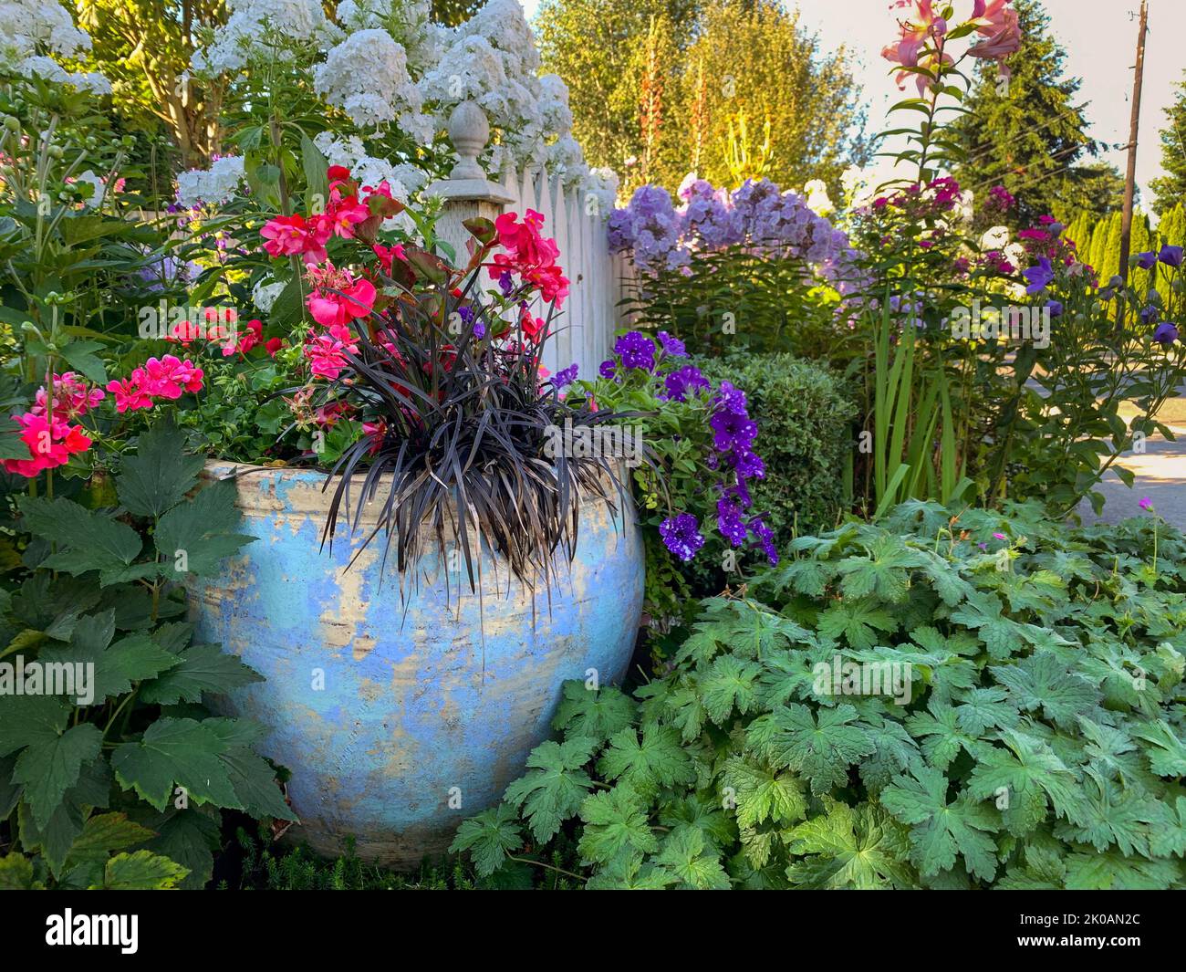 Blue Container Garden With Grasses and Geraniums Stock Photo Alamy