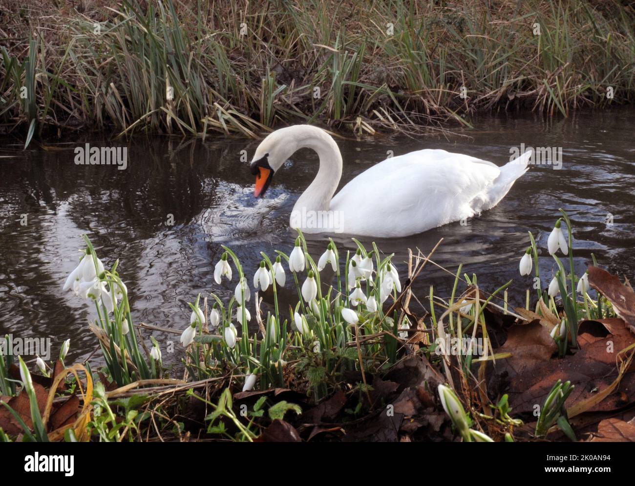 A MUTE SWAN GLIDES PAST A CLUMP OF SNOWDROPS ON THE RIVER TEST AT MOTTISFONT ABBEY, NEAR ROMSEY, HANTS PIC MIKE WALKER,2014 MIKE WALKER PICTURES Stock Photo