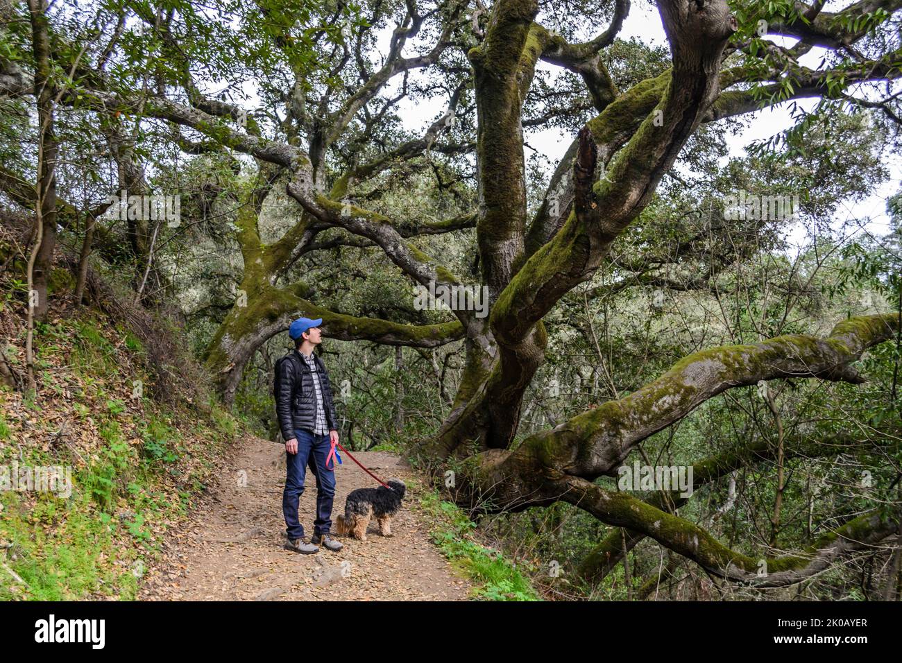 Man walking a dog through a forest in Oakland, California Stock Photo ...