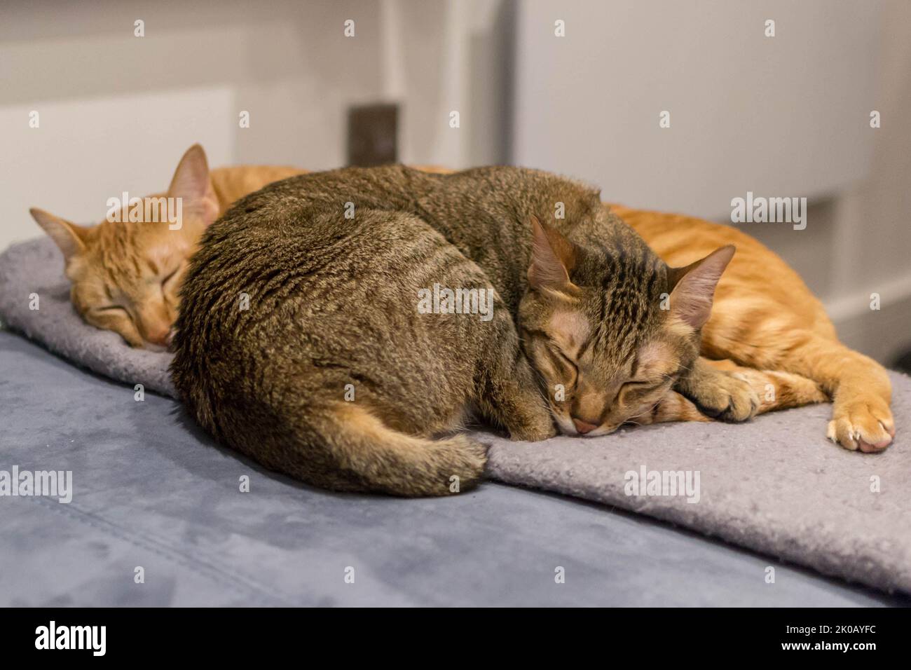Orange and grey tabby kitten brothers napping together Stock Photo