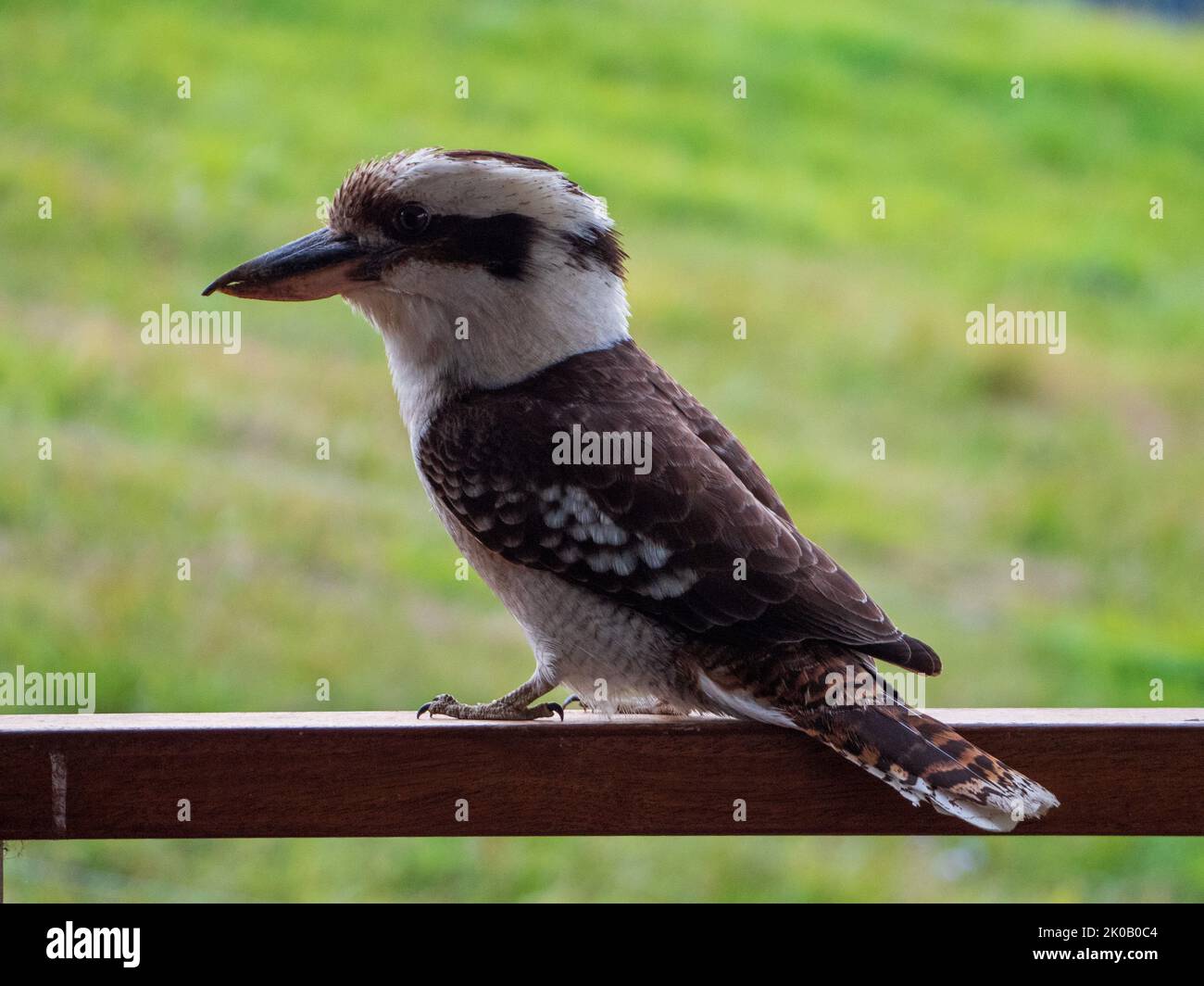 Australian Native Birds A Kookaburra Australia Stock Photo Alamy Australian Native Birds A Kookaburra Australia Stock Photo Alamy