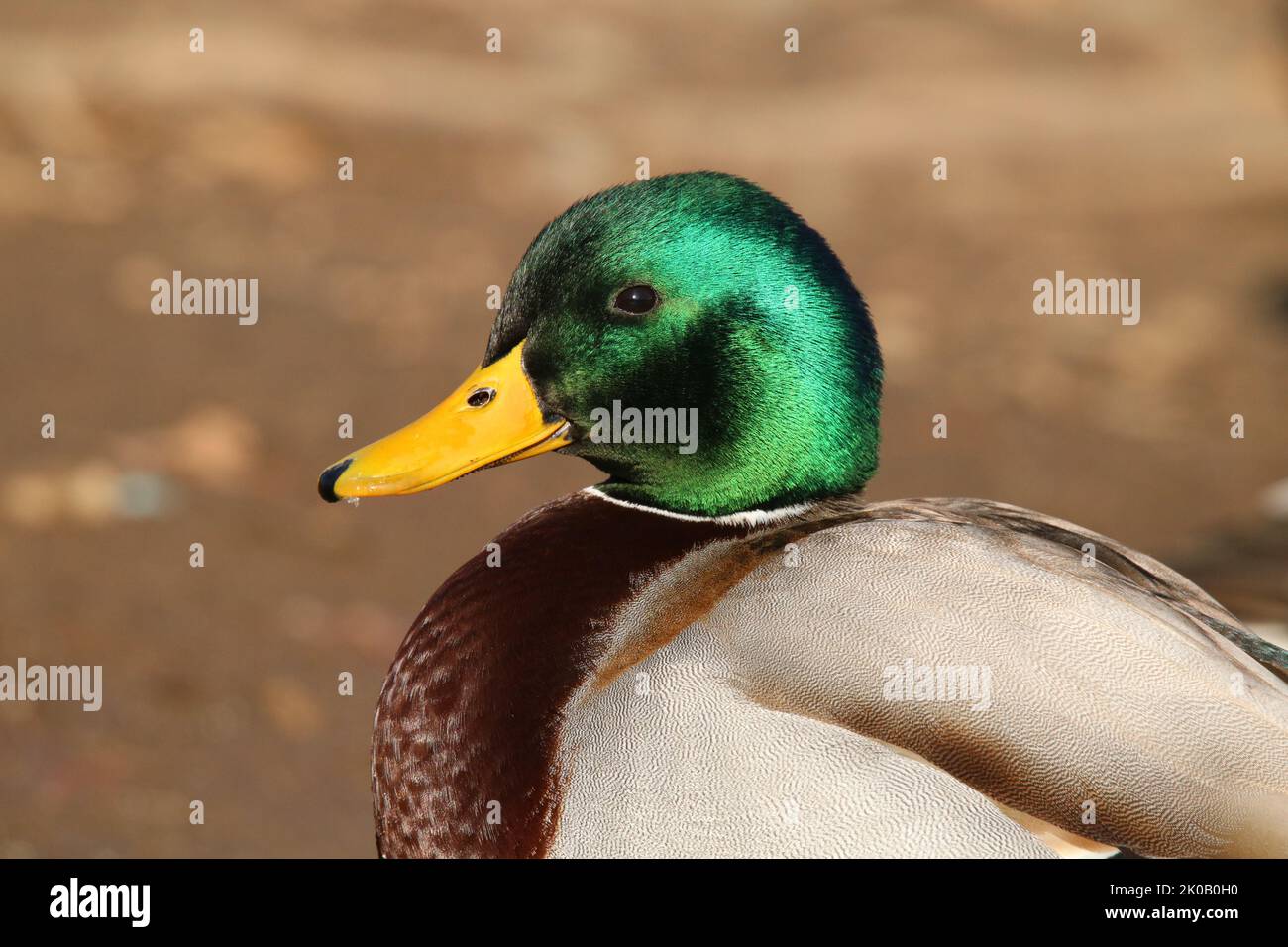 Close up on a drake mallard duck Anas platyrhynchos in springtime Stock Photo