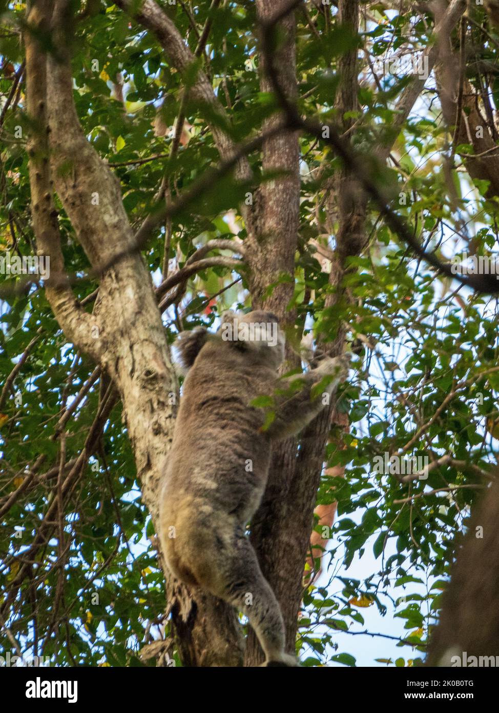Koalas, an iconic Australian native animal, a marsupial, koala, using