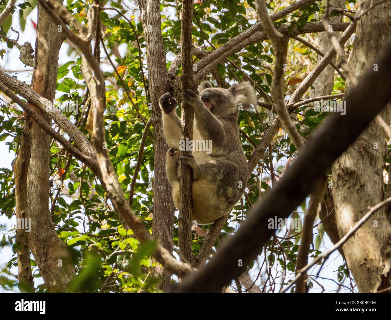 A Koala in some trees, Australian wildlife Stock Photo - Alamy A Koala in some trees, Australian wildlife Stock Photo - Alamy