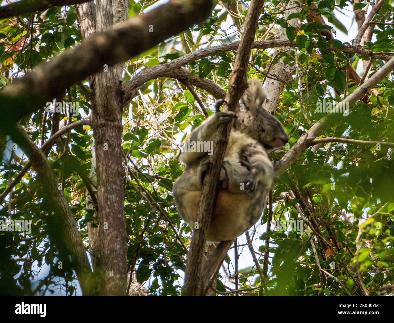 Koalas, an iconic Australian native animal, a marsupial, koala