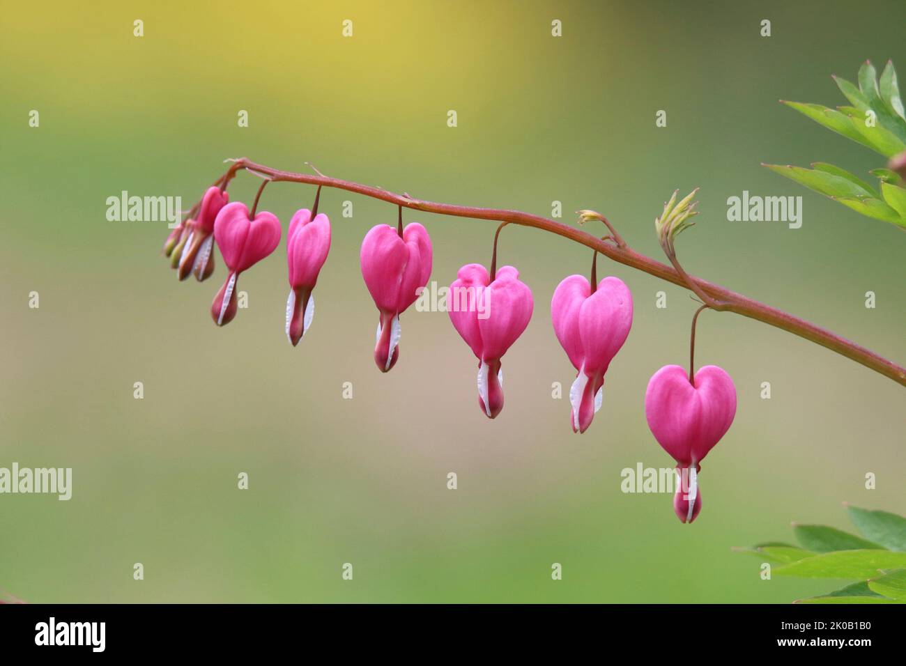 Pink bleeding heart Dicentra spectabilis flowering in springtime.  The flowers form a row of pink hearts. Stock Photo