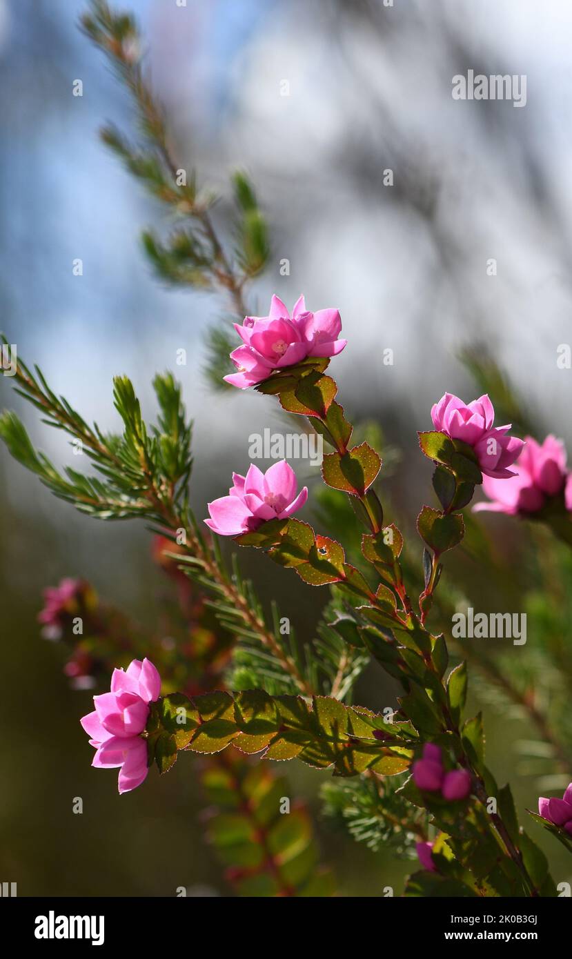 Deep pink flowers of the Australian Native Rose, Boronia serrulata, family Rutaceae, against blue sky. Growing in moist heath in Sydney, NSW Stock Photo
