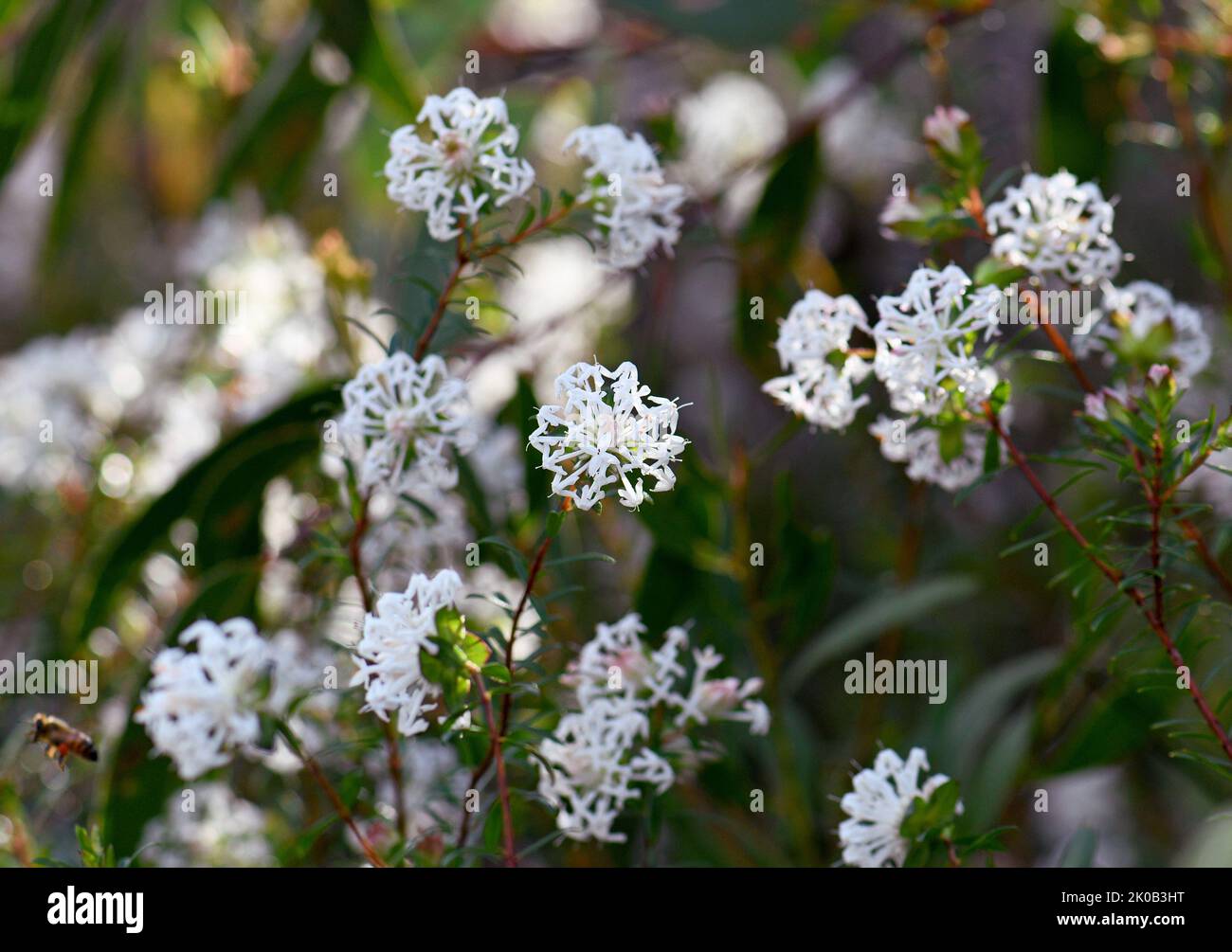White Australian native Slender Rice Flowers, Pimelea linifolia, family Thymelaeaceae, growing in Sydney woodland understory, NSW. Stock Photo