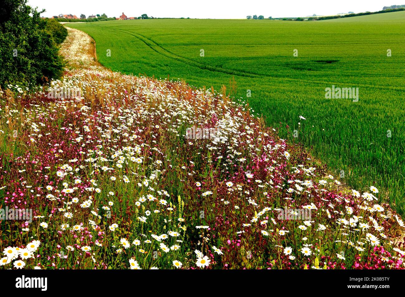 Agricultural Field, crop, with border verge of Wild Flowers, Norfolk, England, UK Stock Photo