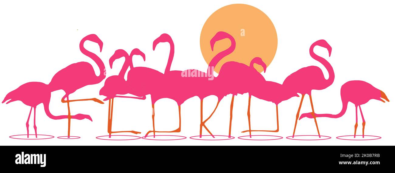 Florida is spelled out in the legs of a flock of flamingos standing in shallow water at sunset in this illustration about tropical Florida, USA. Stock Photo
