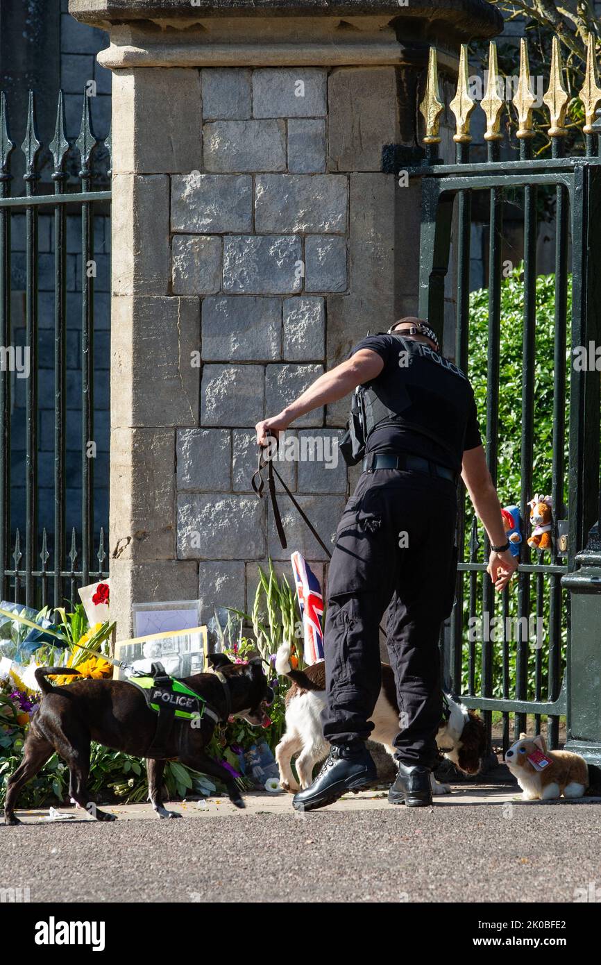 Windsor, UK. 10th September, 2022. Police sniffer dogs examine a toy corgi dog alongside floral tributes left in memory of Queen Elizabeth II outside Cambridge Gate at Windsor Castle prior to a walkabout by the Prince and Princess of Wales and the Duke and Duchess of Sussex. Queen Elizabeth II, the UK's longest-serving monarch, died at Balmoral aged 96 on 8th September 2022 after a reign lasting 70 years. Credit: Mark Kerrison/Alamy Live News Stock Photo
