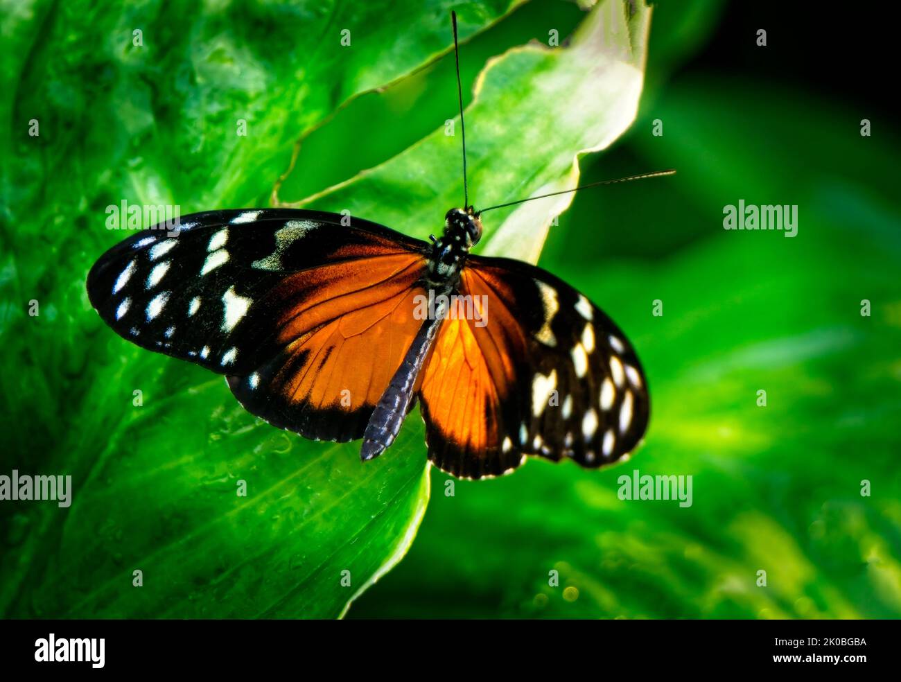 monarch butterfly Calgary Zoo Alberta Stock Photo