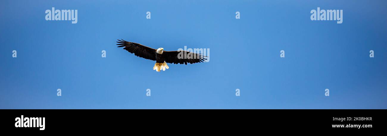 Bald Eagle (Haliaeetus leucocephalus) flying in a blue sky with copy space, panorama Stock Photo