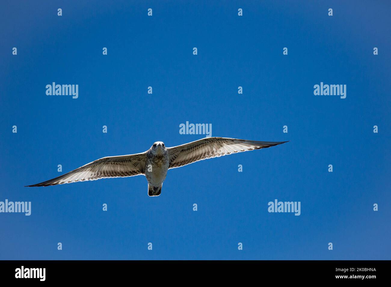 ring-billed gull (Larus delawarensis) immature flying in a blue sky with copy space, horizontal Stock Photo