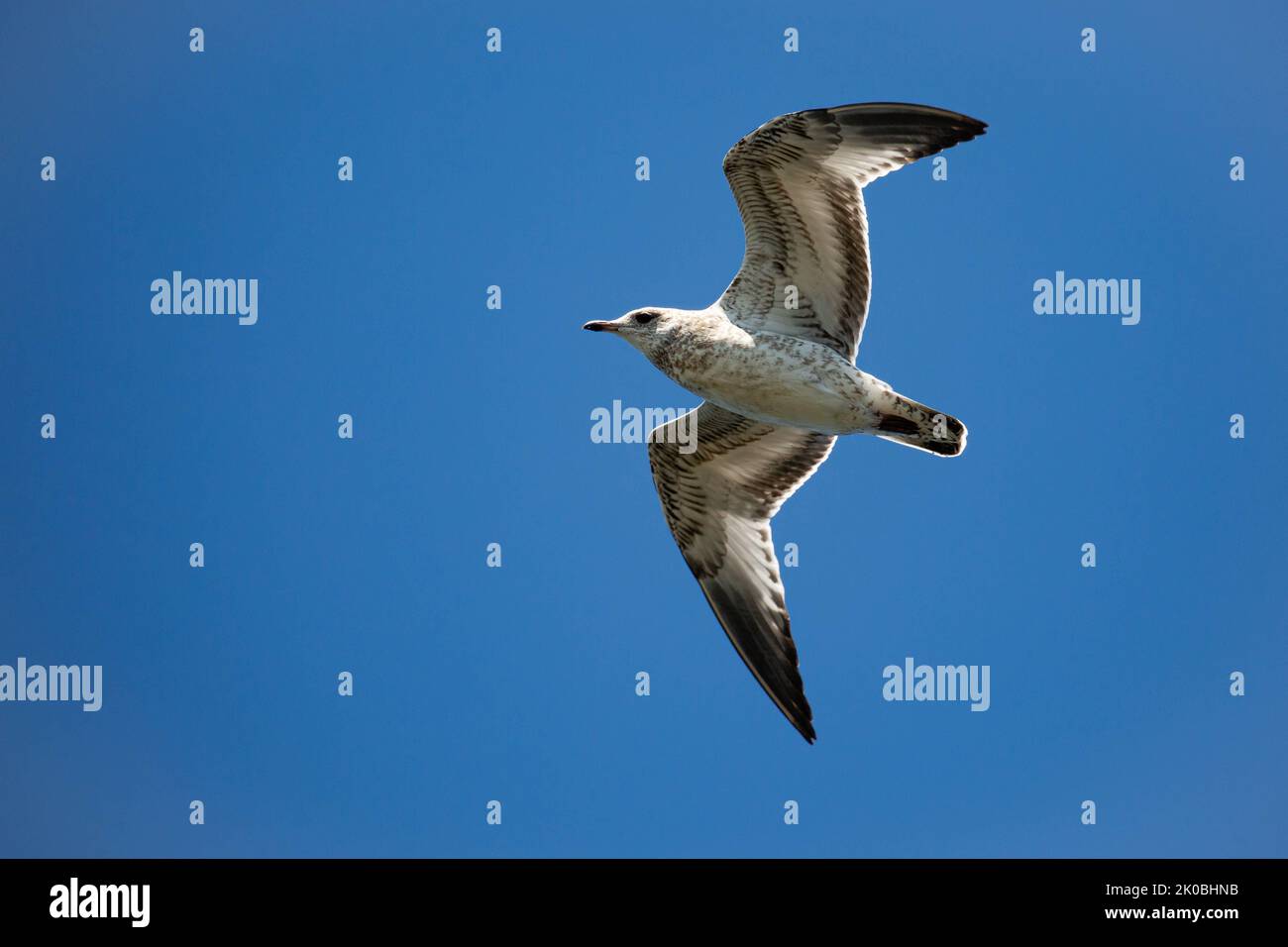 ring-billed gull (Larus delawarensis) immature flying in a blue sky with copy space, horizontal Stock Photo