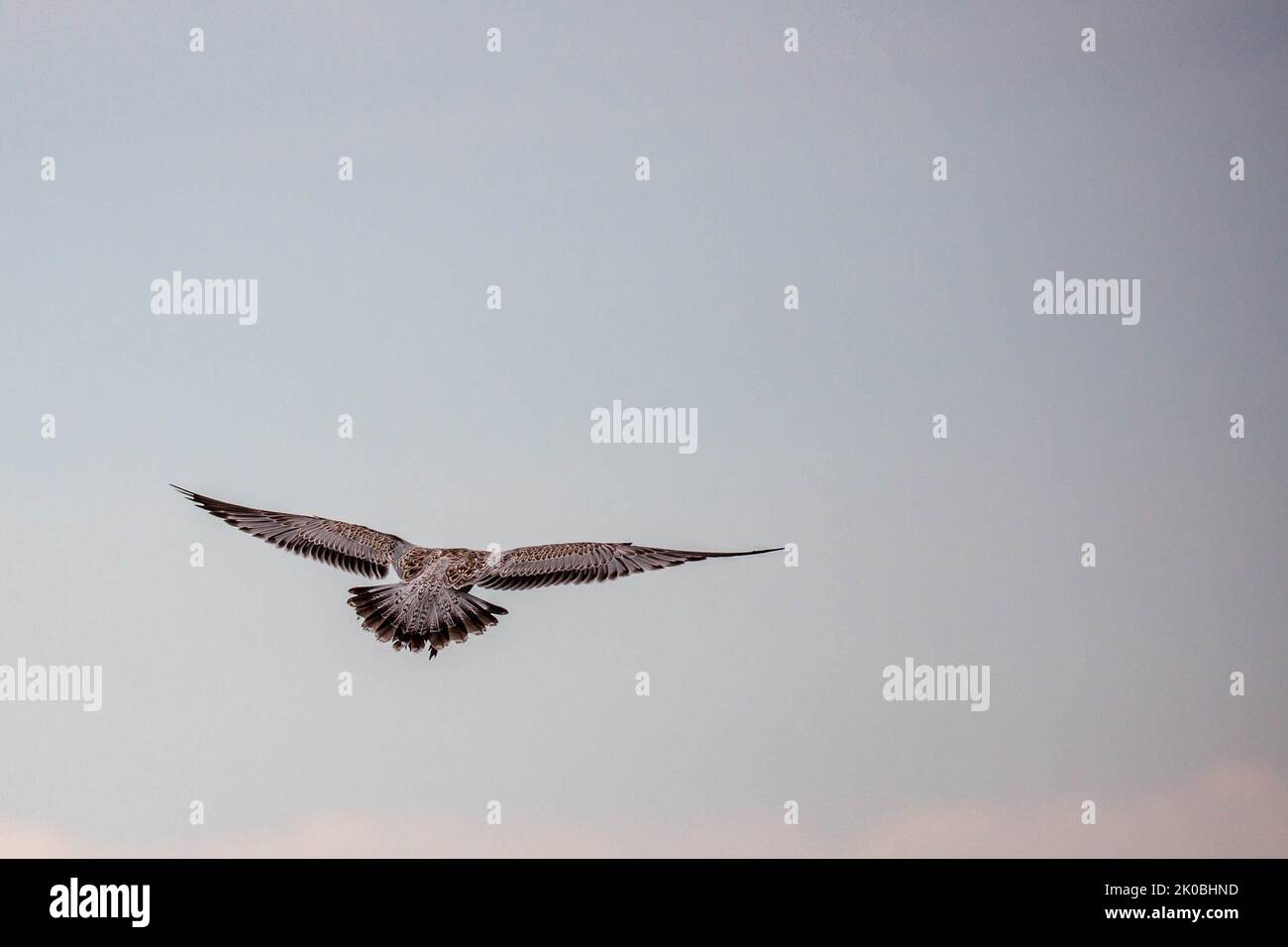 ring-billed gull (Larus delawarensis) immature flying in a light colored sky, horizontal Stock Photo