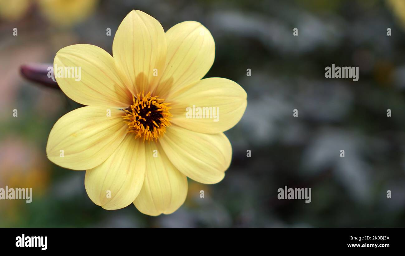 Mystic Illusion Dahlia in bloom in a summer garden with bokeh background Stock Photo