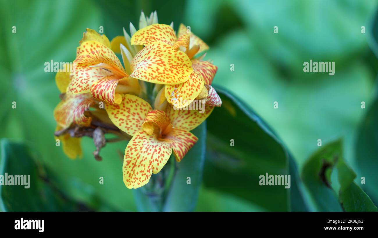 Tenerife Canna Lily in bloom in a summer garden with a bokeh background
