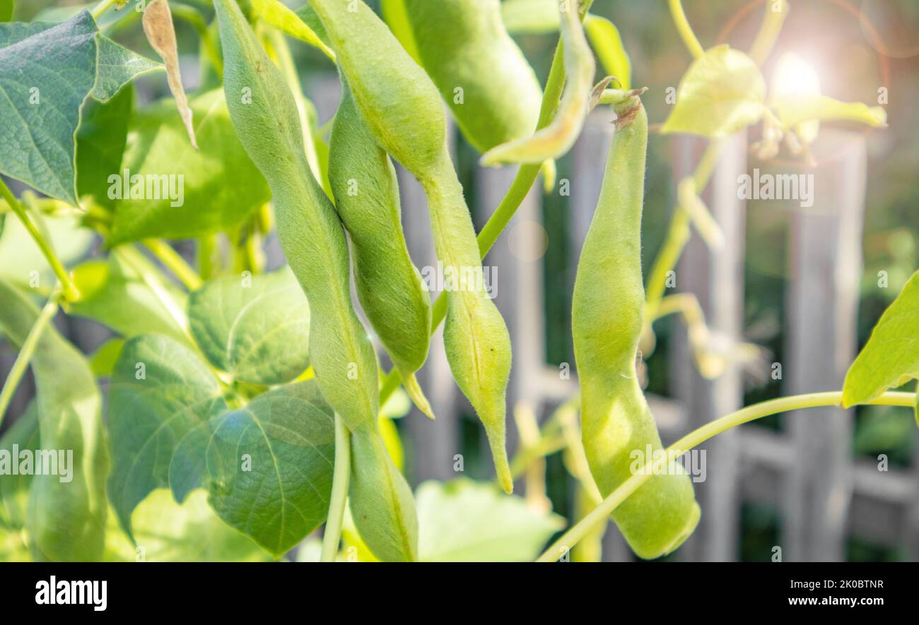 Yard long bean plants hi-res stock photography and images - Alamy