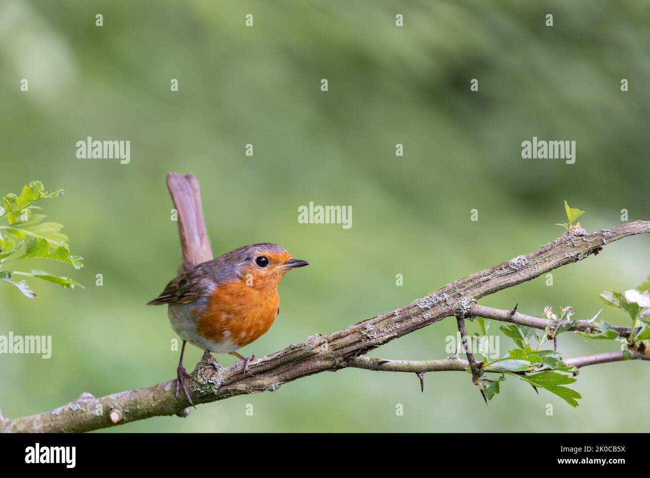 Eurasian Robin [ Erithacus rubecula ] perched on stick with upright tail Stock Photo