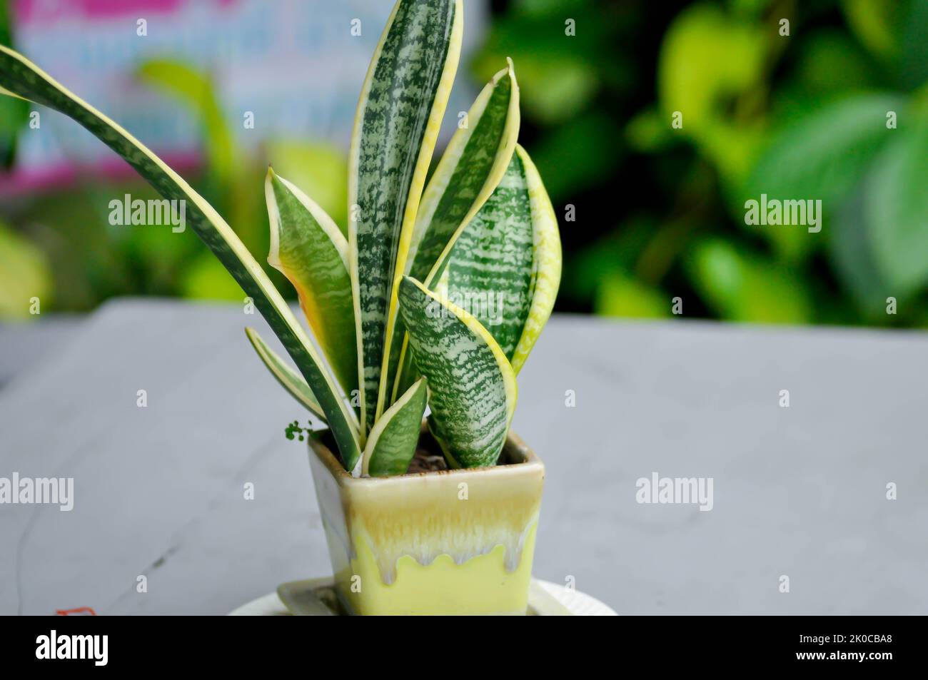 Sansevieria trifasciata Prain, Snake plant or Mother in laws tongue in the flower pot Stock Photo