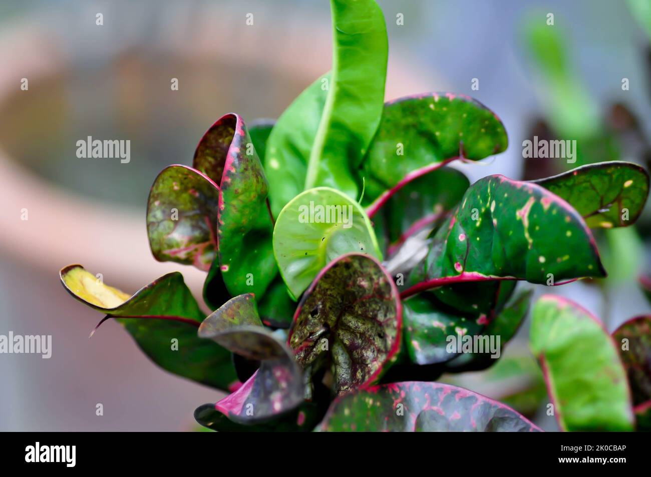 Codiaeum variegatium Blume or Croton, Variegated Laurel or Garden Croton or bicolor plant Stock Photo