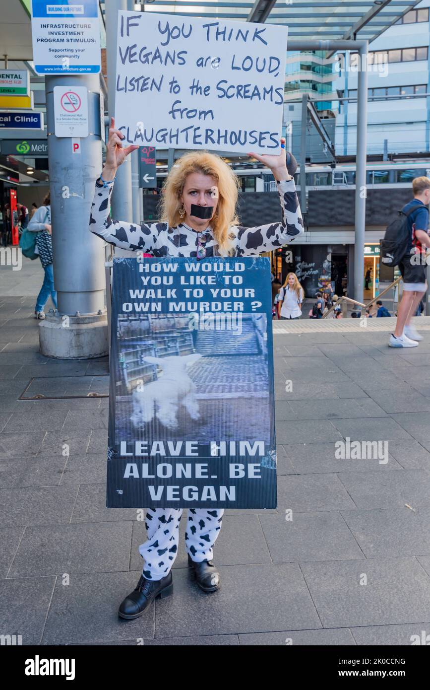 A lone woman vegan protester wearing a sandwich board and holding a placard with her mouth taped over. The activist was asked to move on by police Stock Photo