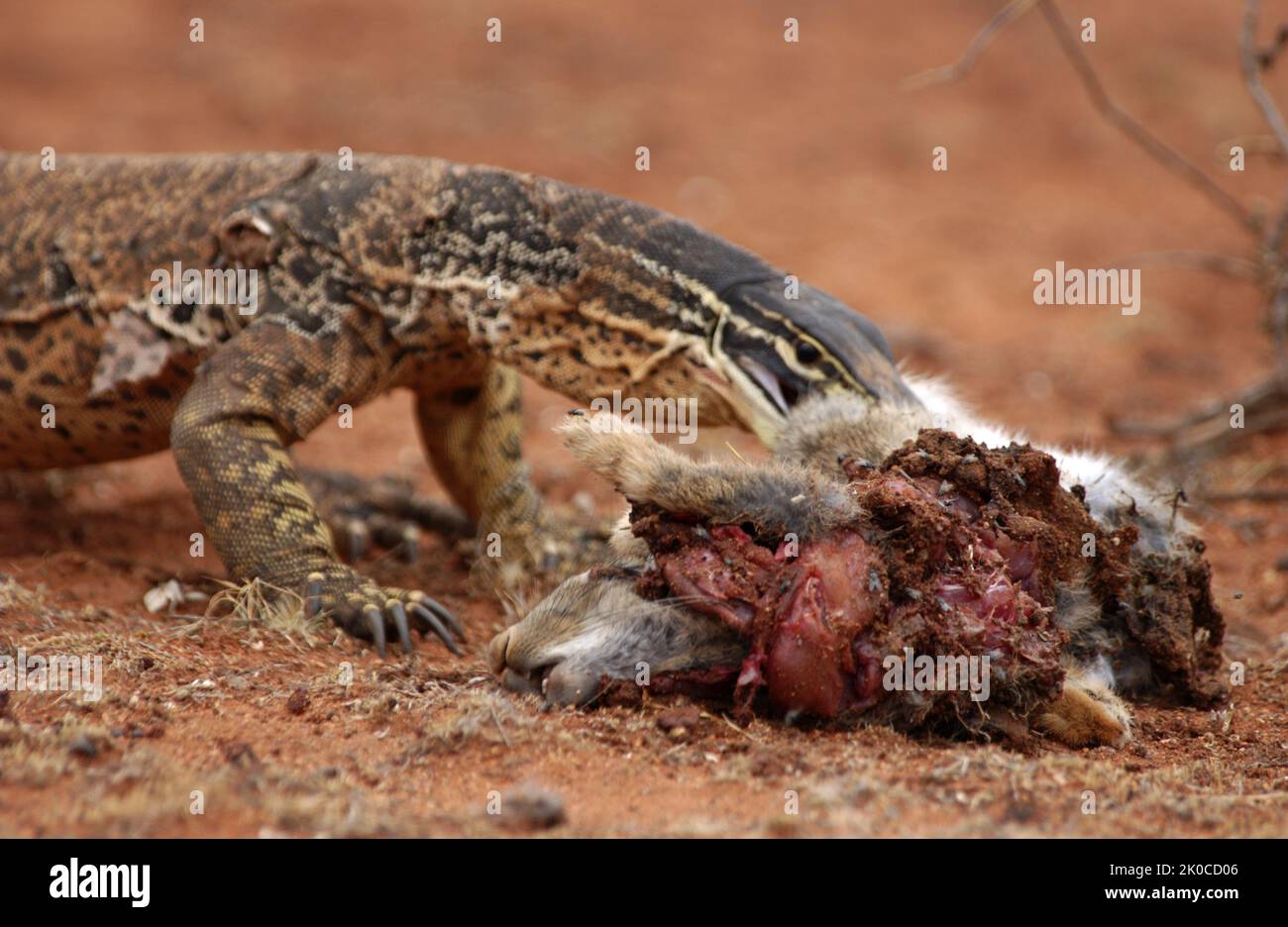Sand Monitor (Varanus gouldii) eating freshly killed rabbit, outback Western Australia. Stock Photo