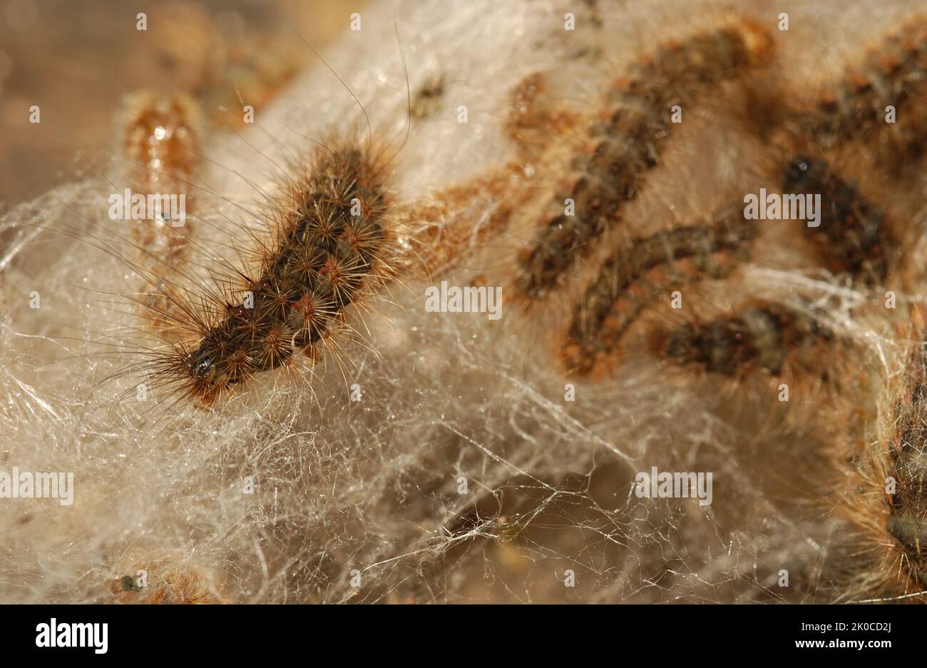 Spilosoma caterpillars hi-res stock photography and images - Alamy