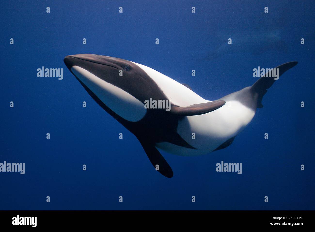 Commerson's Dolphin (Cephalorhynchus commersonii), New Zealand, Pacific Ocean Stock Photo