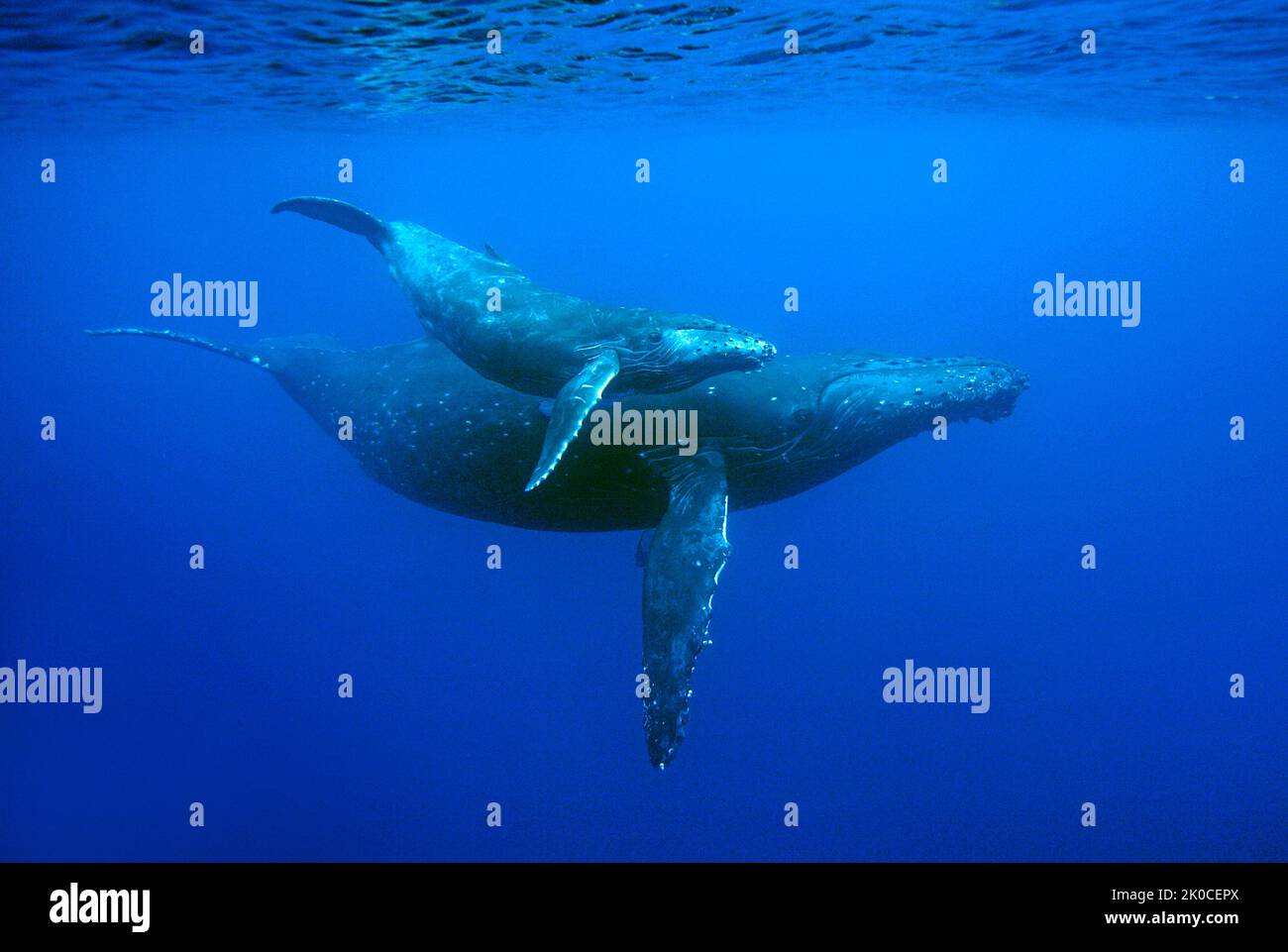 Humpback Whale (Megaptera novaeangliae) with calf, Silverbanks, Dominican Republic, Caribbean Stock Photo