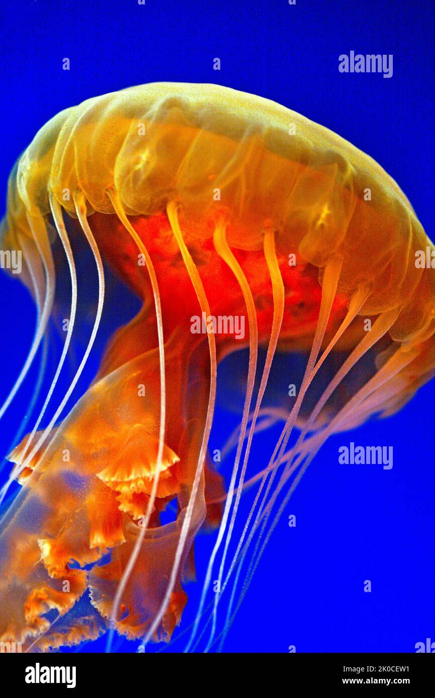 Black Sea Nettle or Big Red Jellyfish (Chrysaora achlyos), British Columbia, Canada, North Pacific Ocean Stock Photo