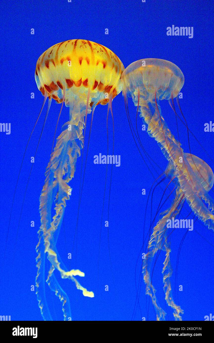 Golden-brown Sea Nettle or Pacific sea nettle (Chrysaora fuscescens), strong nettle, British Columbia, Canada, North Pacific Ocean Stock Photo