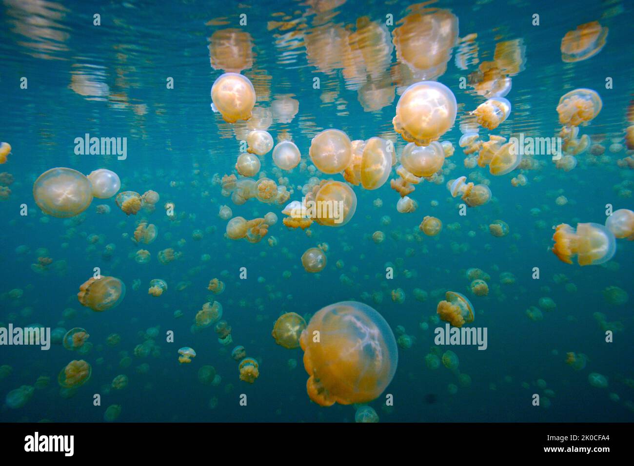 Mastigias jellyfish or Papua jellyfish (Mastigias papua), Jellyfish Lake, Eil Malk island, Palau, Micronesia Stock Photo