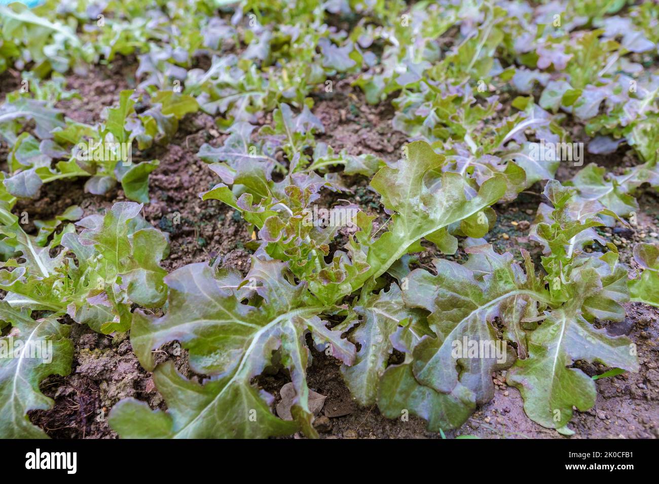 Organic Eco farm in Thailand, green salad at an organic farm Stock ...