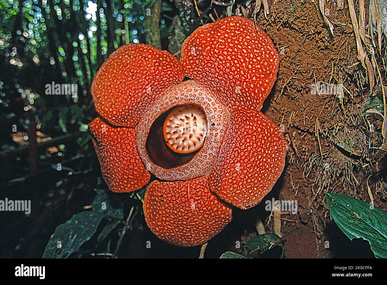 Giant Rafflesia (Rafflesia arnoldii) largest individual flower on earth, Borneo, Malaysia, Asia Stock Photo