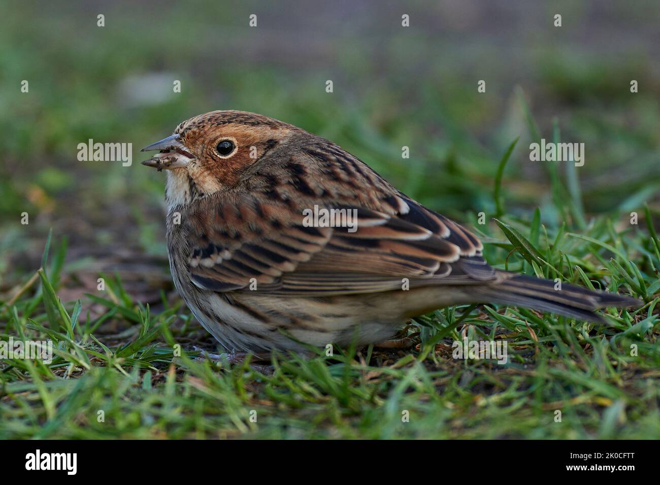 Little bunting looking for food on the ground Stock Photo