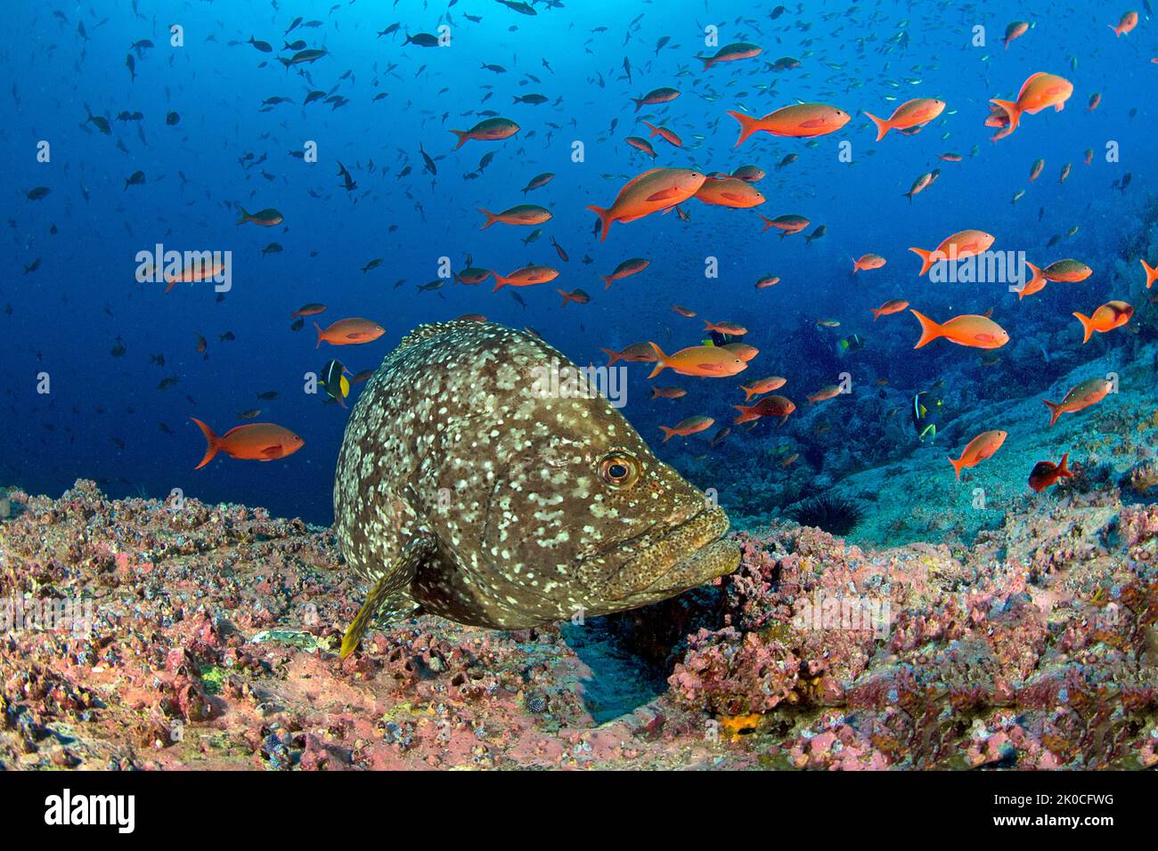 Leather bass or Marbled Grouper (Epinephelus dermatolepis) and Pacific Creolefishes (Paranthias colonus), Malpelo island, Colombia Stock Photo