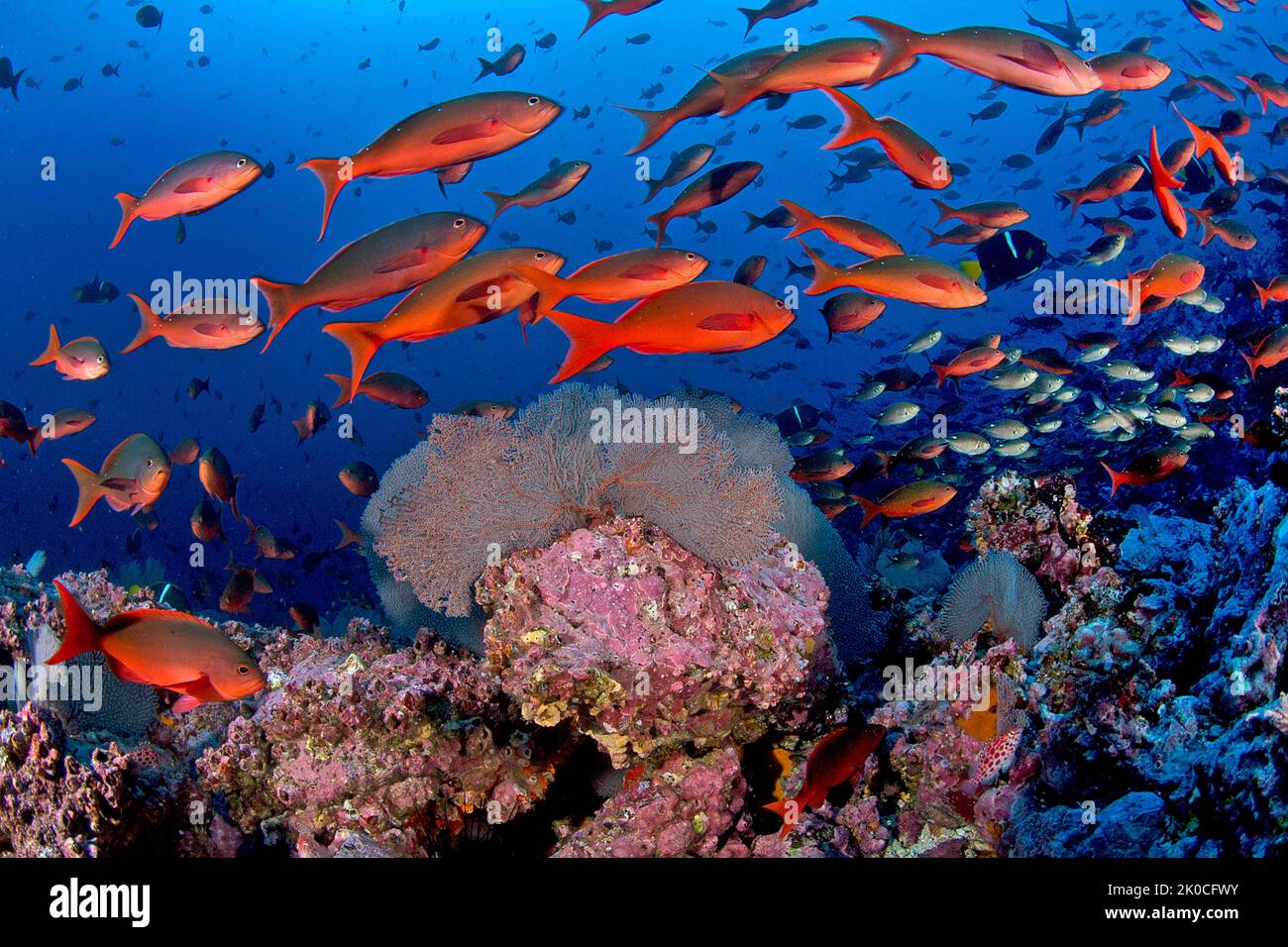 Pacific Creolefish (Paranthias colonus) at a coral reef, Malpelo island, UNESCO World Heritage site, Colombia Stock Photo