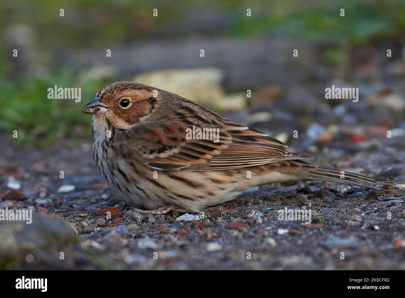 Little bunting looking for food on the ground Stock Photo