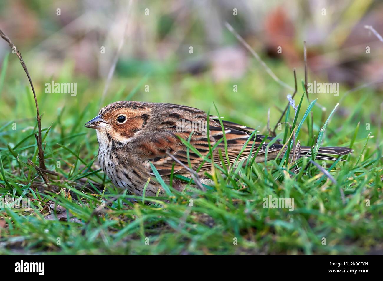 Little Bunting hiding in grass in its habitat Stock Photo